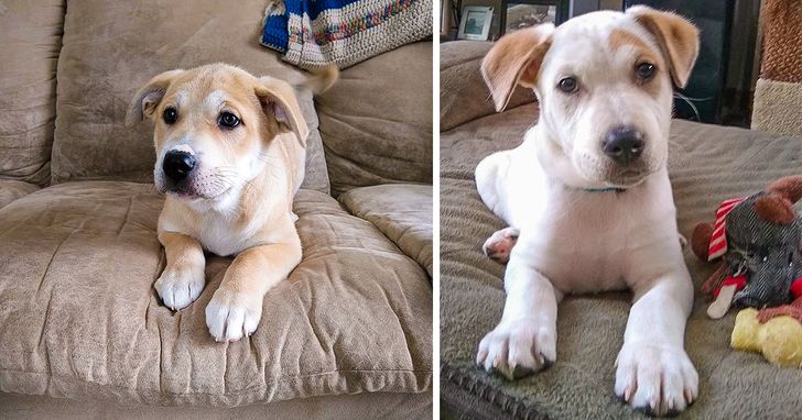 Meet Snowbelle, a Hero Mama of the Animal World That Lived in a Snow Drift With 6 Puppies