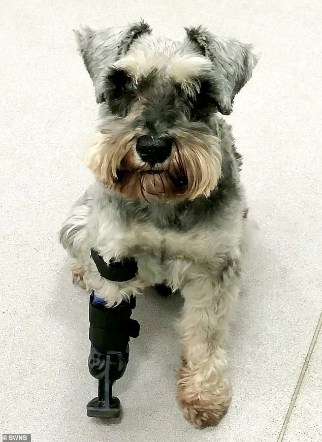 Miniature Schnauzer Freddie with his new prosthetic limb