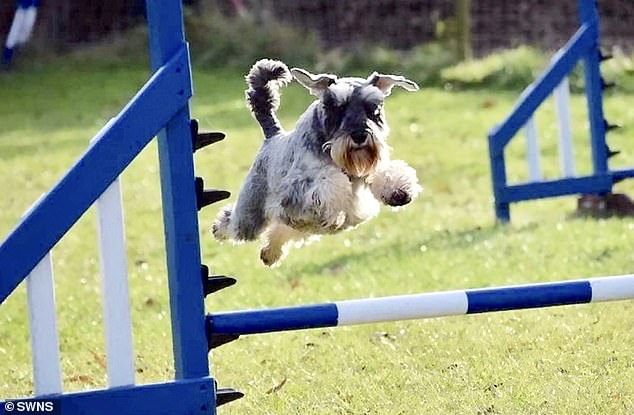 Before vets discovered a tumour in his forefoot, ten-year-old Freddie competed in agility competitions