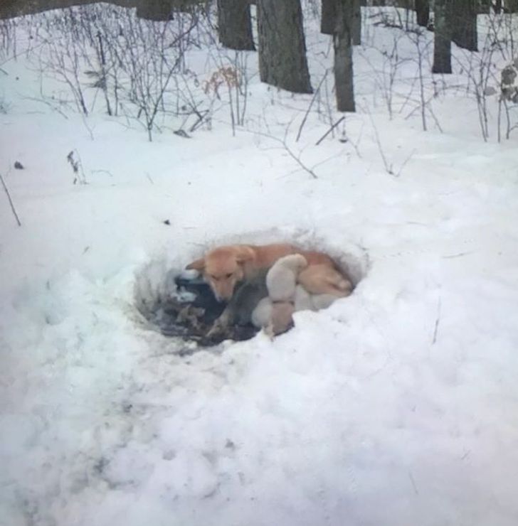 Meet Snowbelle, a Hero Mama of the Animal World That Lived in a Snow Drift With 6 Puppies