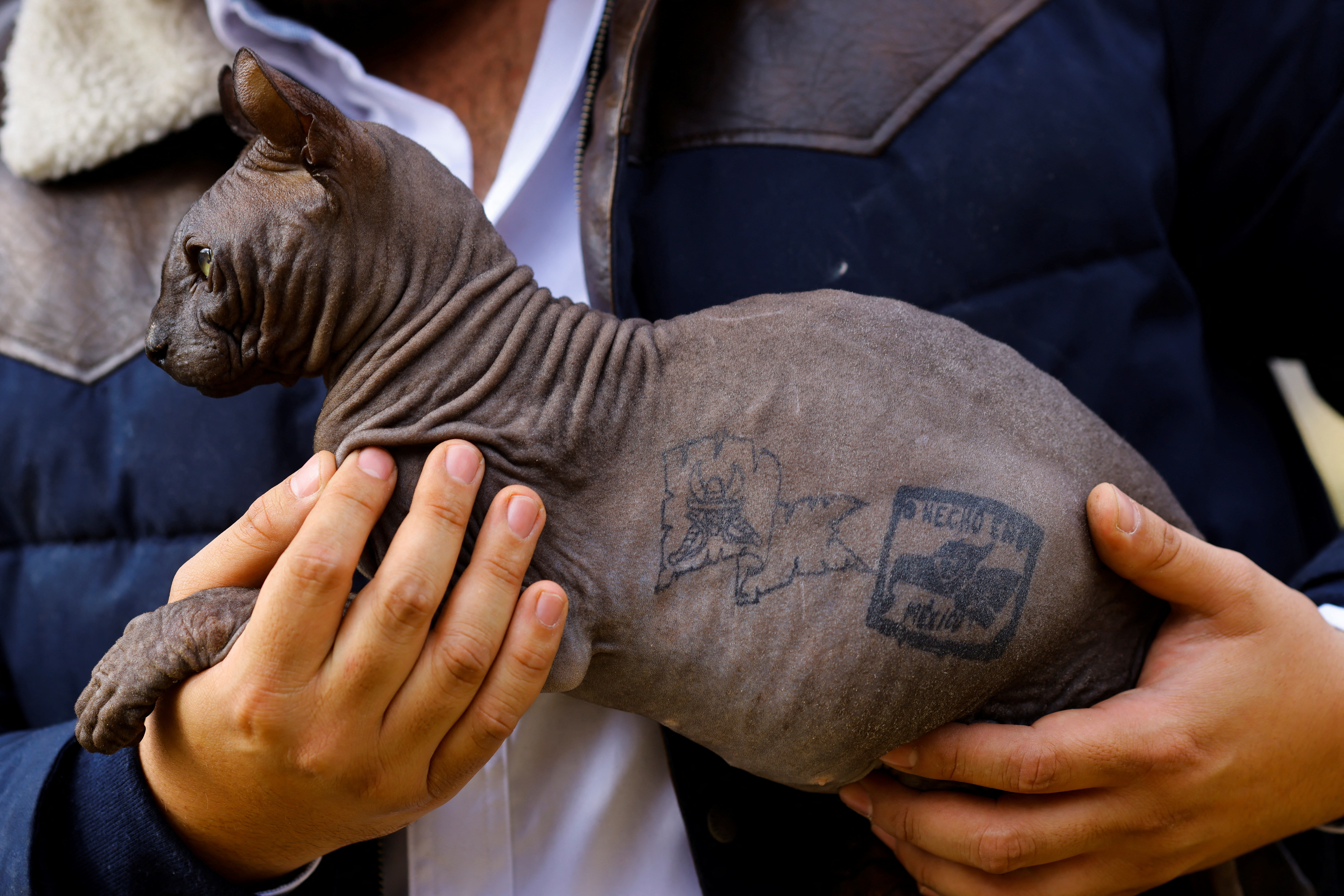 Sphynx cat rescued by police from the Cereso 3 prison in Ciudad Juarez