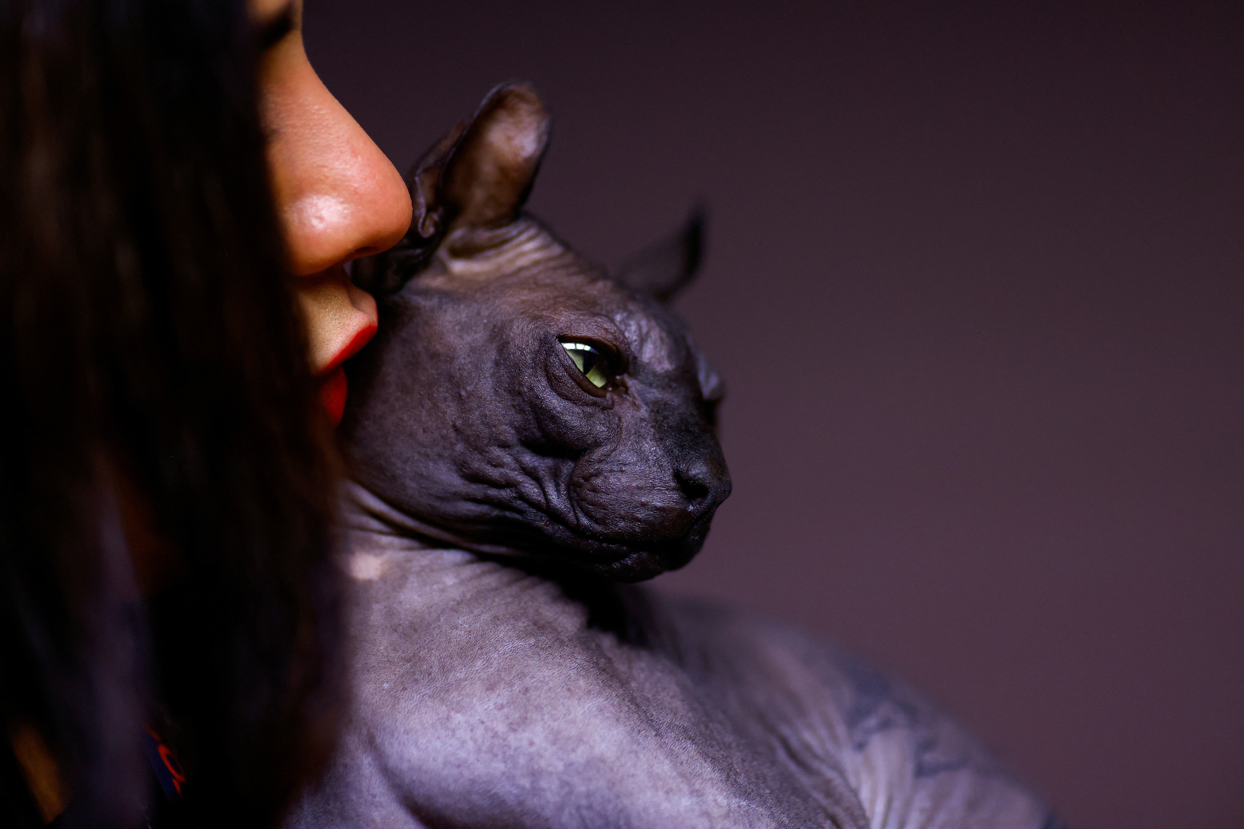 Sphynx cat rescued by police from the Cereso 3 prison in Ciudad Juarez