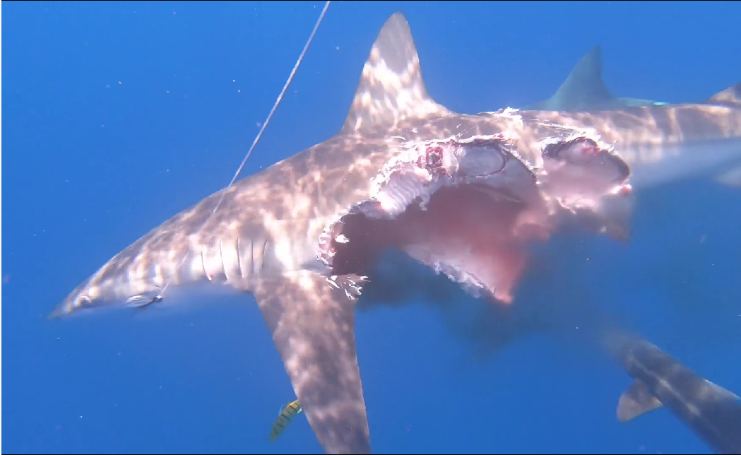 A zombie shark was previously spotted swimming in the ocean despite being 'half eaten'