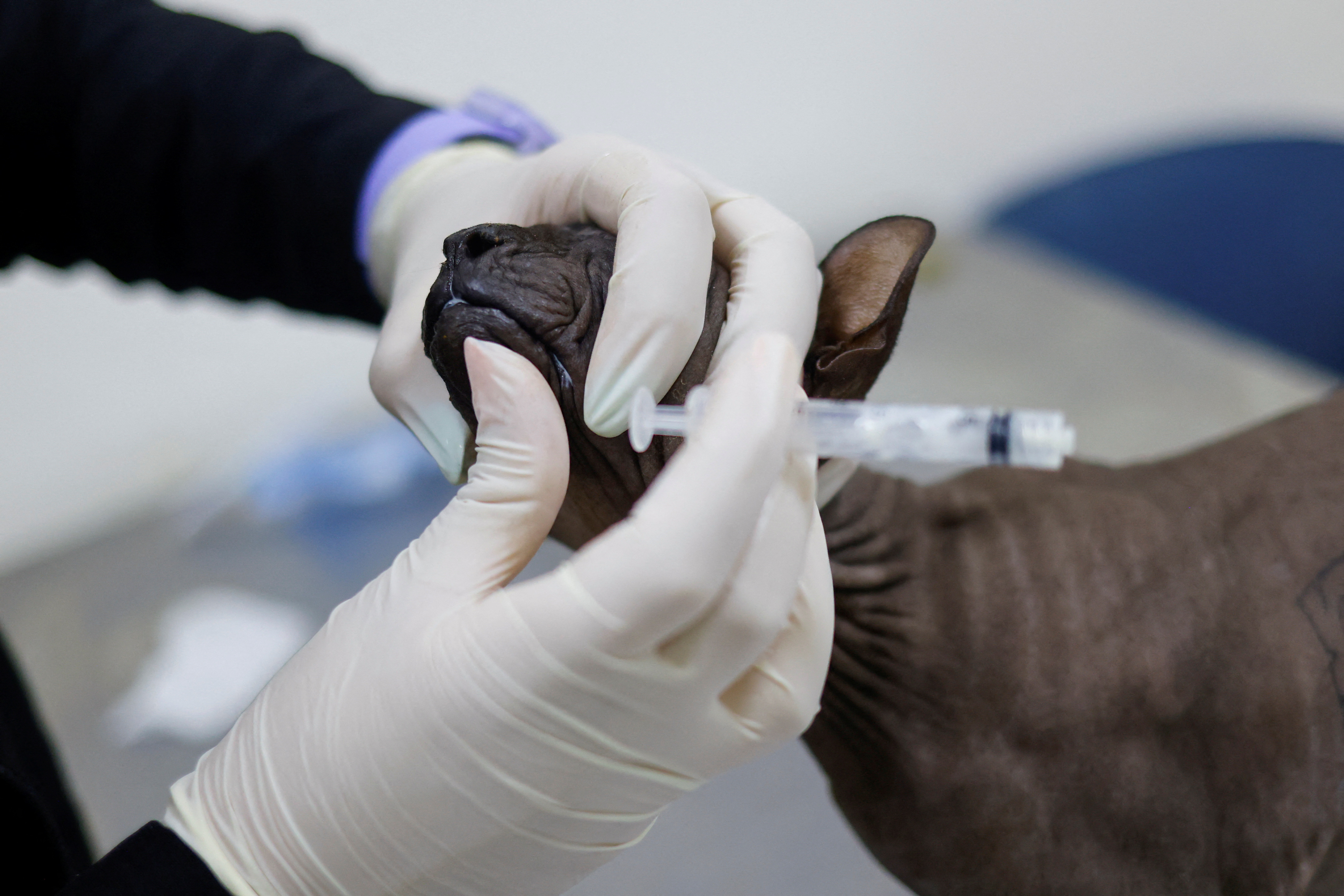 Sphynx cat rescued by police from the Cereso 3 prison in Ciudad Juarez