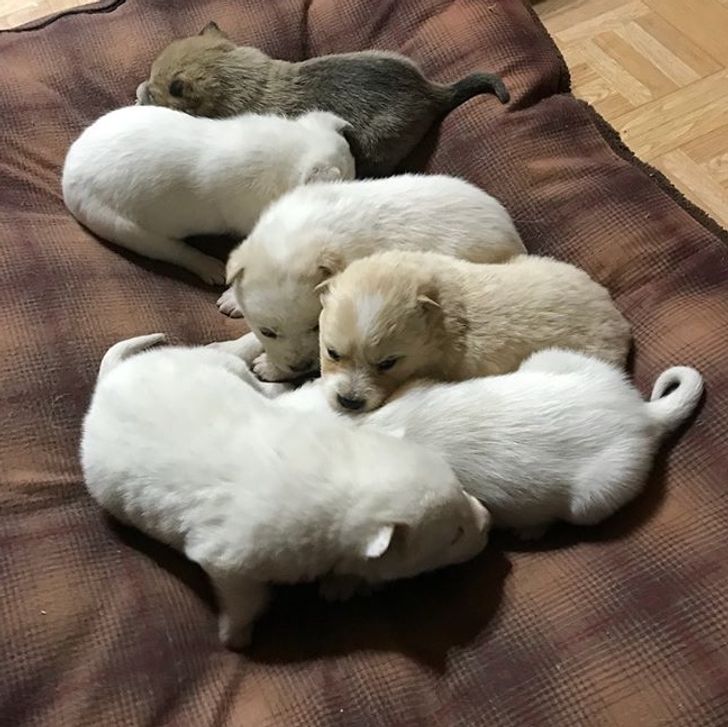 Meet Snowbelle, a Hero Mama of the Animal World That Lived in a Snow Drift With 6 Puppies