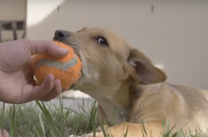 Puppies lying hungry on the roadside shed tears when given bread crumbs