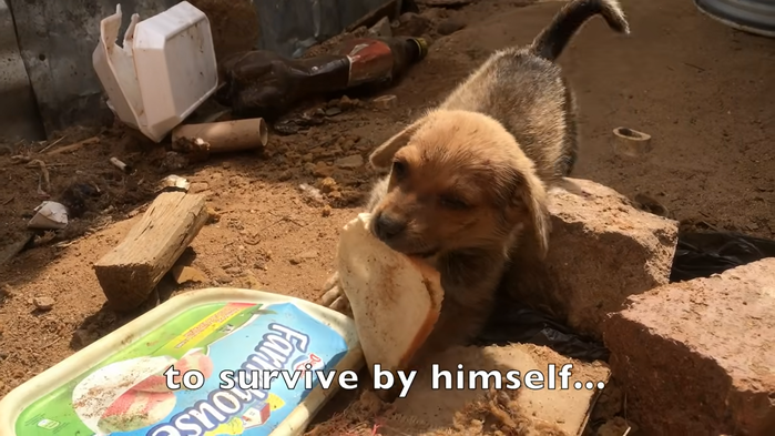 Puppies lying hungry on the roadside shed tears when given bread crumbs