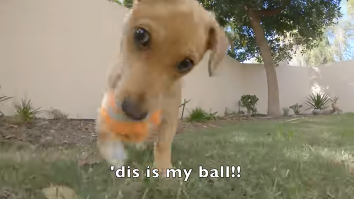 Puppies lying hungry on the roadside shed tears when given bread crumbs