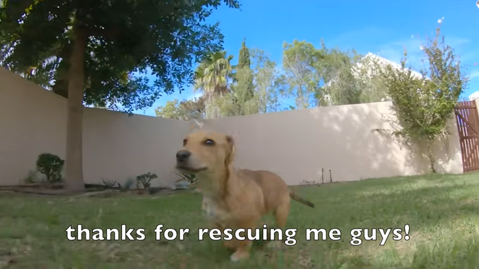 Puppies lying hungry on the roadside shed tears when given bread crumbs