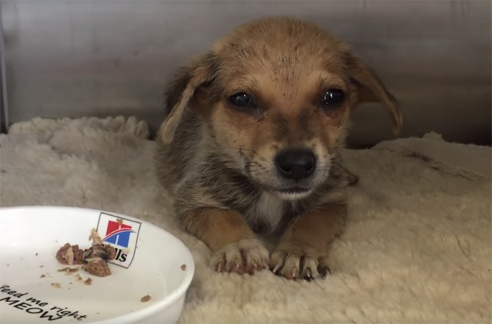 Puppies lying hungry on the roadside shed tears when given bread crumbs