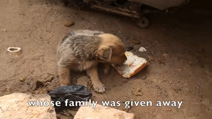 Puppies lying hungry on the roadside shed tears when given bread crumbs