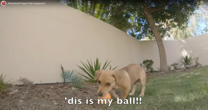 Puppies lying hungry on the roadside shed tears when given bread crumbs