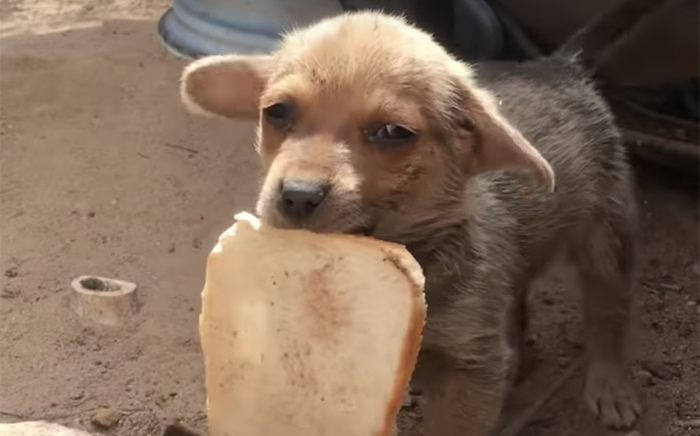 Puppies lying hungry on the roadside shed tears when given bread crumbs