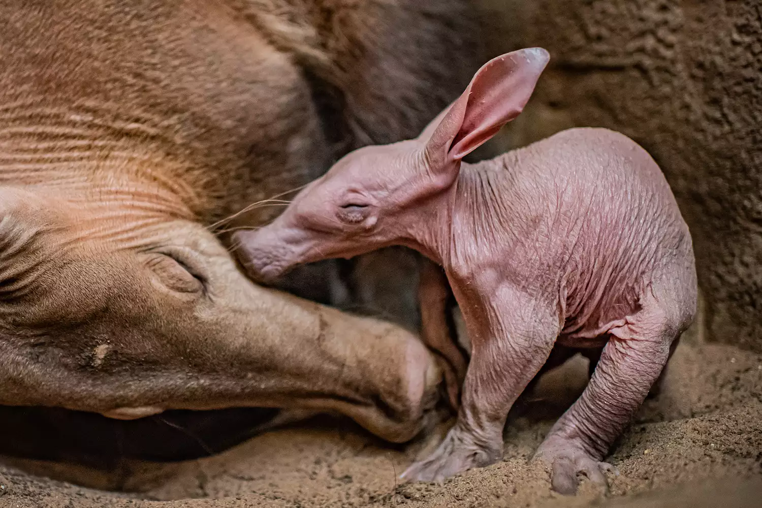 The first aardvark to ever be born at Chester Zoo, nicknamed Dobby, snuggles up with new mum Oni