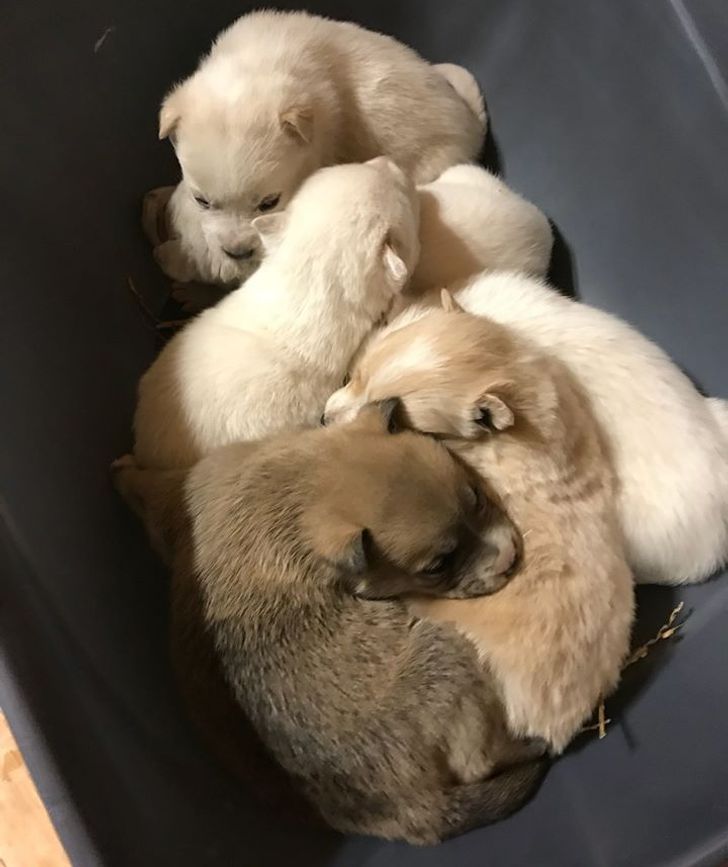 Meet Snowbelle, a Hero Mama of the Animal World That Lived in a Snow Drift With 6 Puppies