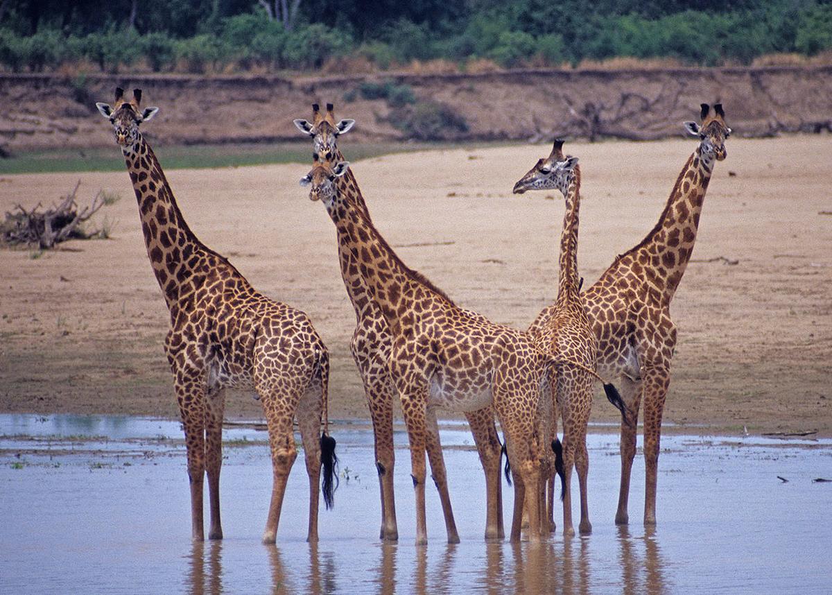 Five giraffes stand in a shallow pool of water with a large dirt patch behind them