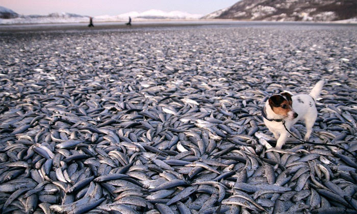 Mass death of fish