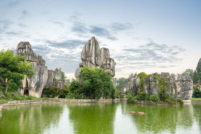 Rock forest