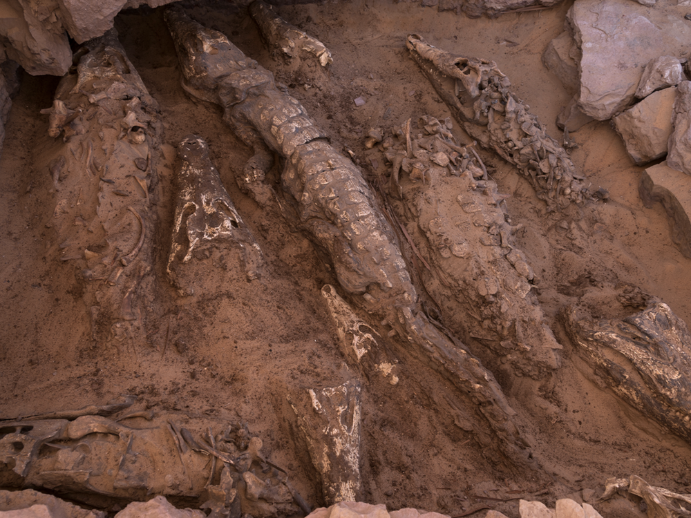 View of the mummified crocodiles in situ