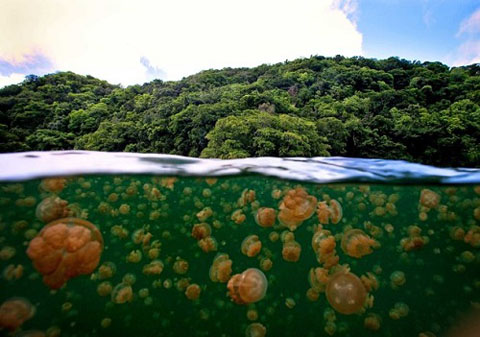 Every day, millions of jellyfish move into the lake, but from 1998 to 2000, it was impossible to find any jellyfish here.