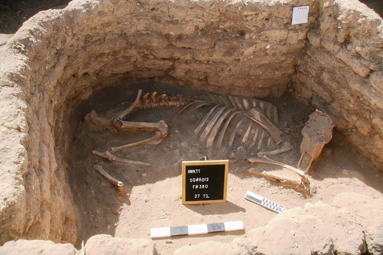 cows buried inside a room in an archaeological excavation in Egypt