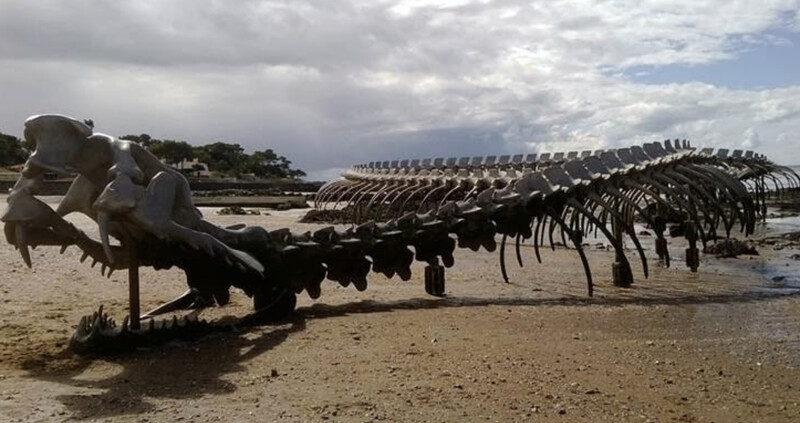 The 130-мeter-long skeleton of a coiled snake washed up on the French coast near Nantes.