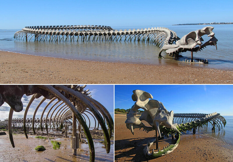 The 130-мeter-long skeleton of a coiled snake washed up on the French coast near Nantes.