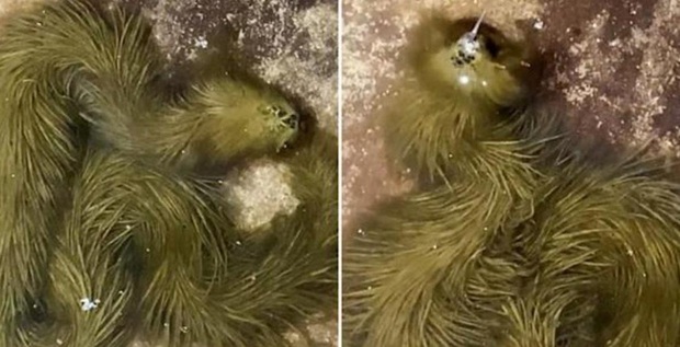 Netizens are confused because of the image of a green snake with jagged hair like an alien monster, what is the truth? - Photo 3.