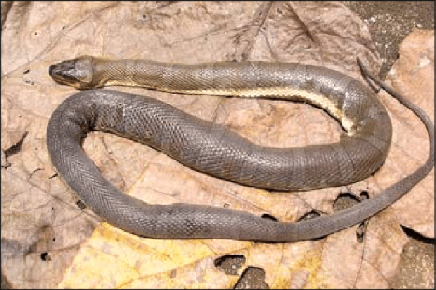 Netizens are confused because of the image of a green snake with jagged hair like an alien monster, what is the truth? - Photo 4.