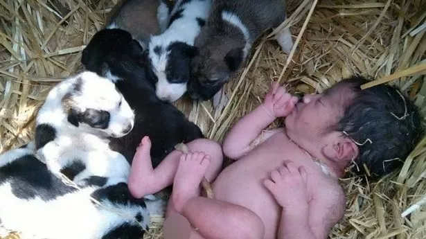 Abandoned newborn baby saved by litter of puppies who kept her warm overnight in field - World News - Mirror Online