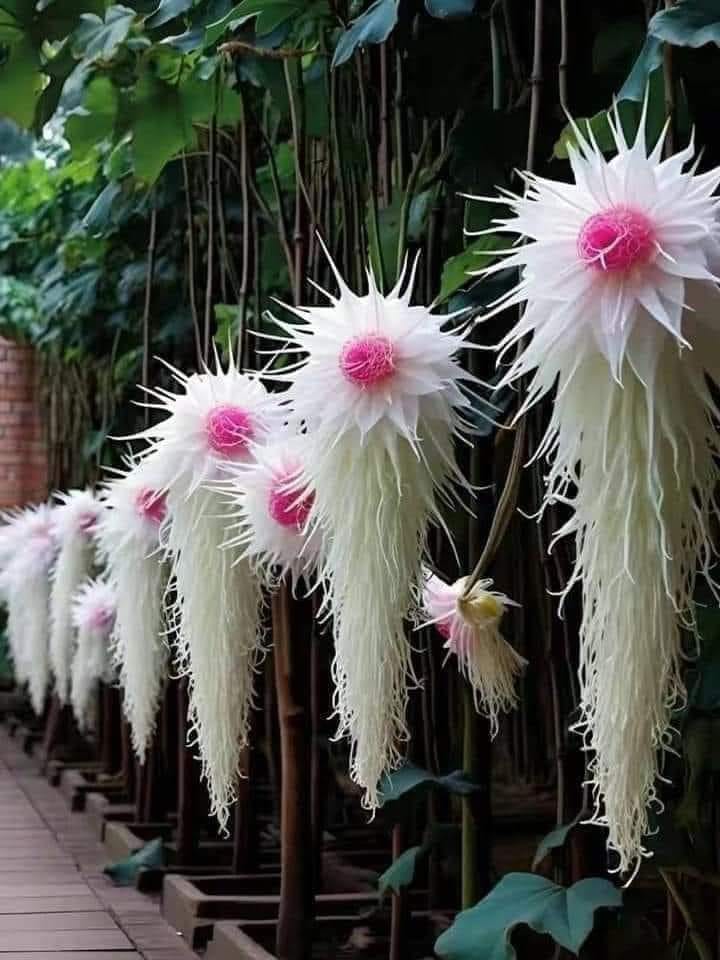 Plants Resembling Colorful Chandeliers With Both Flower-Like Flowers and Fruit-Like Structures Swing the Wonderfully Outdoors