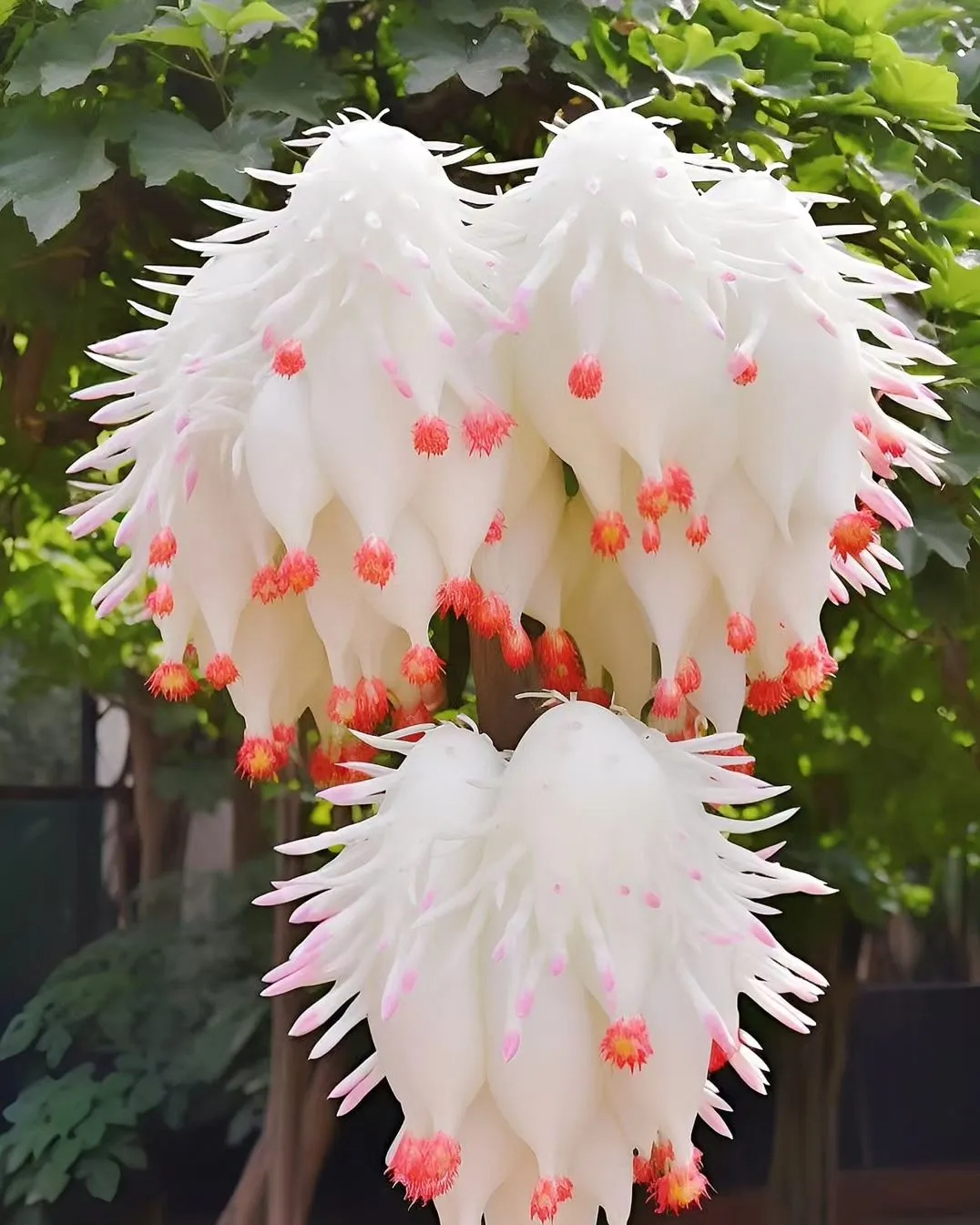 Plants Resembling Colorful Chandeliers With Both Flower-Like Flowers and Fruit-Like Structures Swing the Wonderfully Outdoors