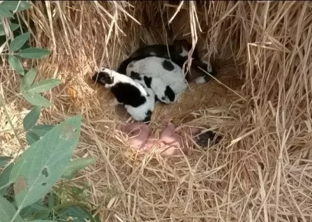 An abandoned new born was allegedly saved by litter of puppies which kept her warm in field overnight