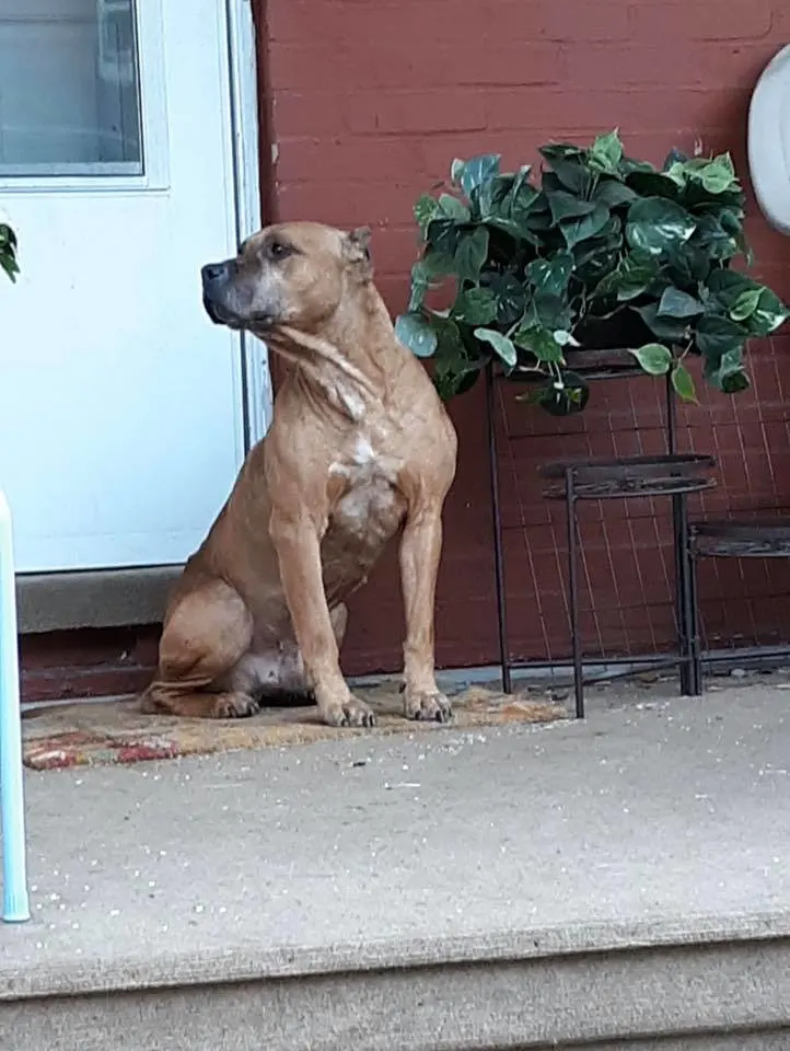 dog on the porch