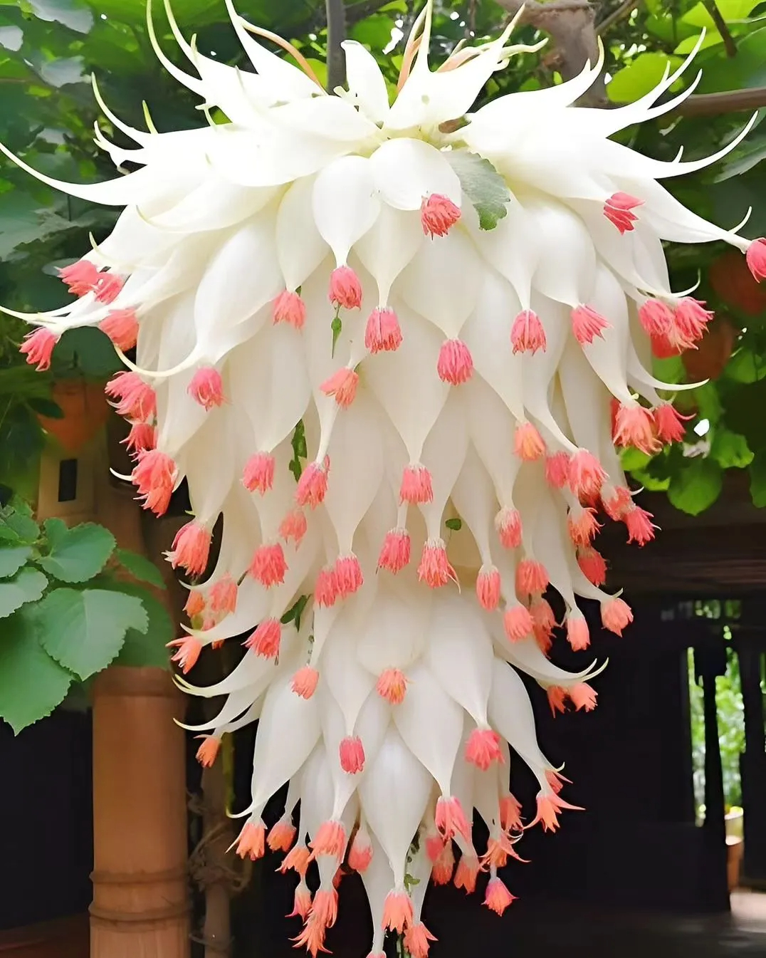 Plants Resembling Colorful Chandeliers With Both Flower-Like Flowers and Fruit-Like Structures Swing the Wonderfully Outdoors