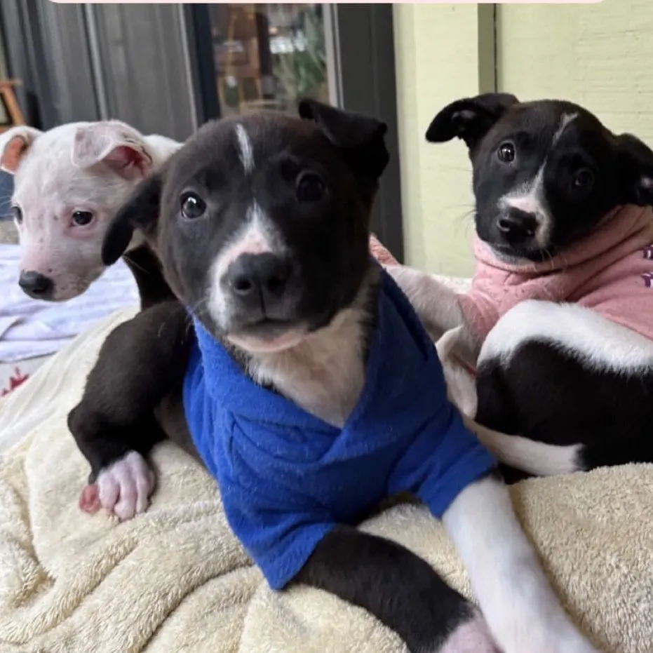 3 dogs sitting