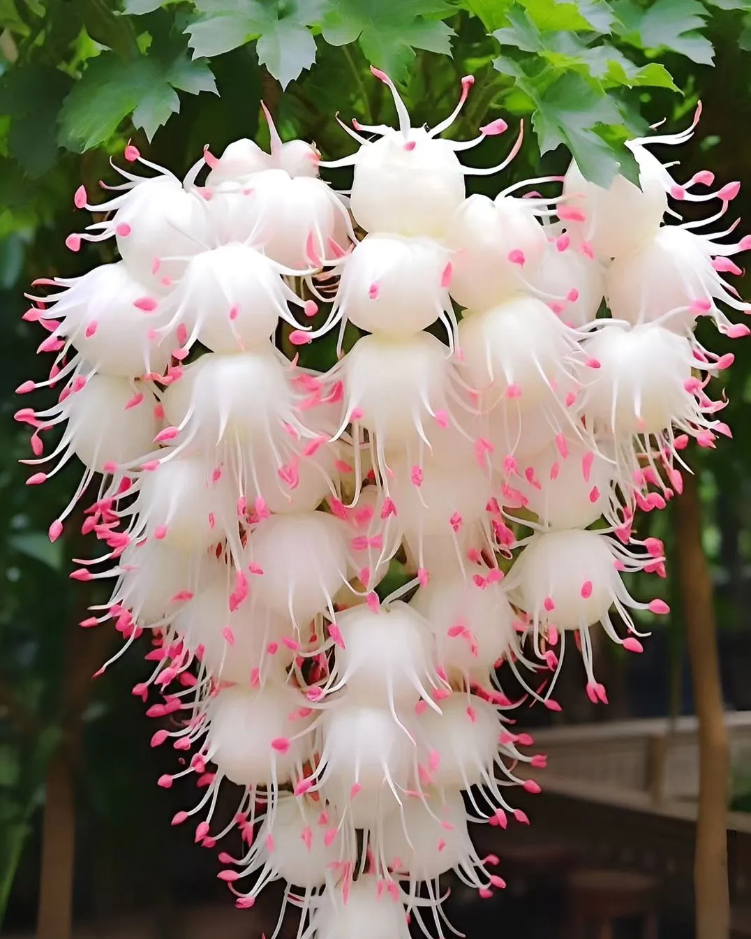 Plants Resembling Colorful Chandeliers With Both Flower-Like Flowers and Fruit-Like Structures Swing the Wonderfully Outdoors