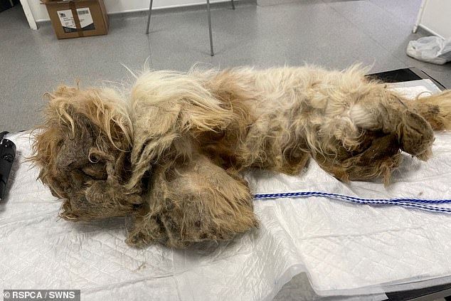 RSPCA inspector Nadine Pengilly said: 'Pepper was in such a state, she was extremely matted. We believe she hasn't been groomed for about two years.' Pictured: Pepper before her shave