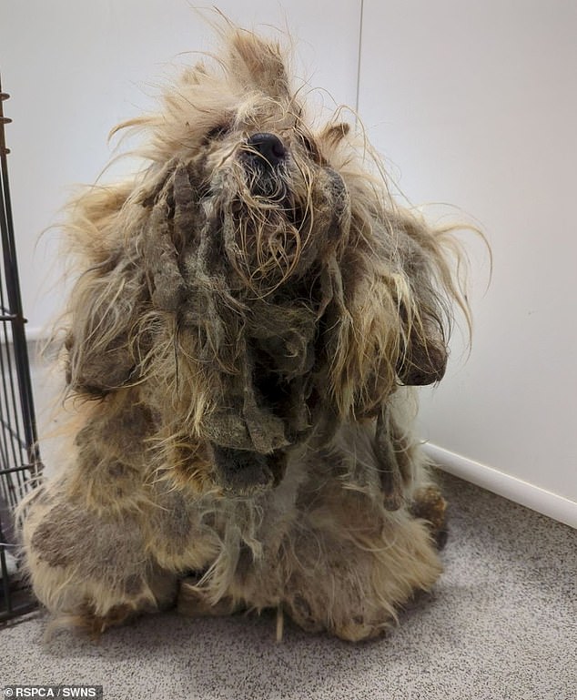 A stray shih tzu named Pepper (pictured) who was found tied under a bush with 'extremely matted' fur looks like a new dog after being saved and shaved