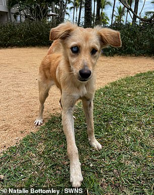 She said her family 'burst into tears' when they saw him - comparing his story to the film 'The Lady and The Tramp' where a stray dog is taken in by a loving family