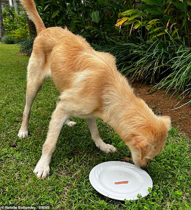 Natalie said: '[Ronnie] (pictured) is the most adorable dog. I believe that he chose us because he has come into our house and it's like he has lived here for months'