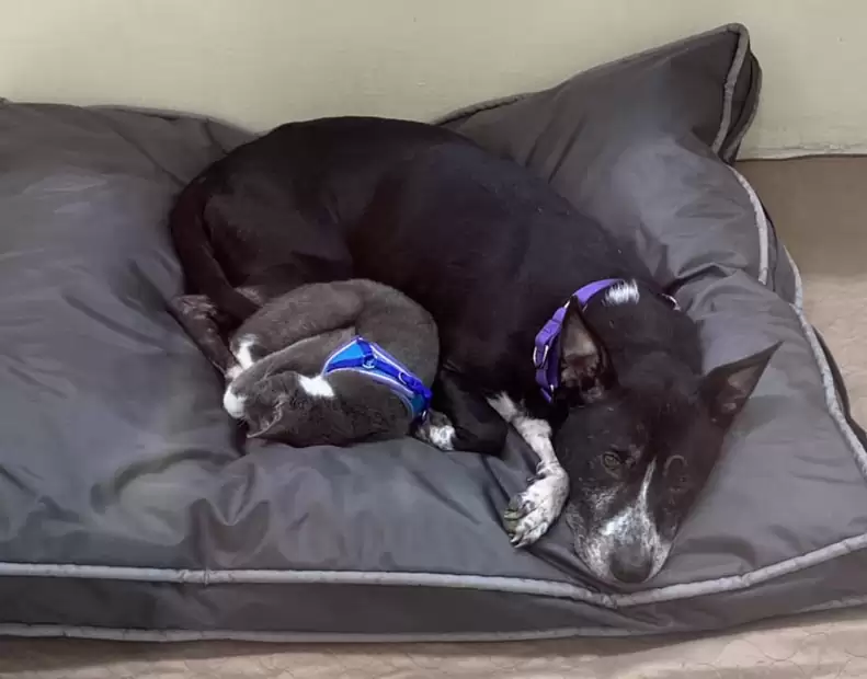 Black dog and black cat sleeping