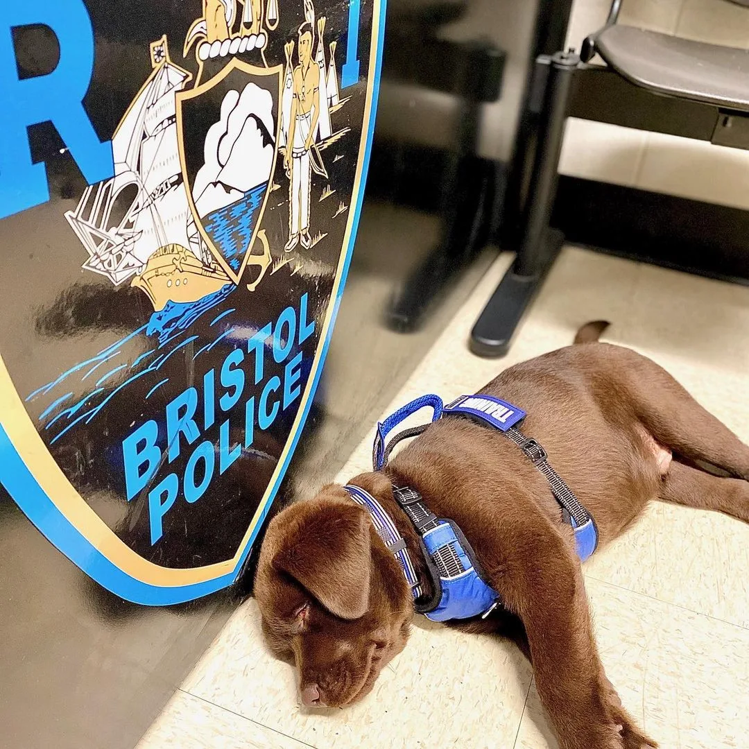 K-9 dog sleeps on tiles