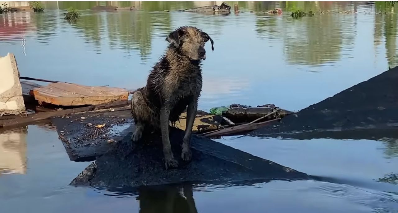 dog stranded in flood water