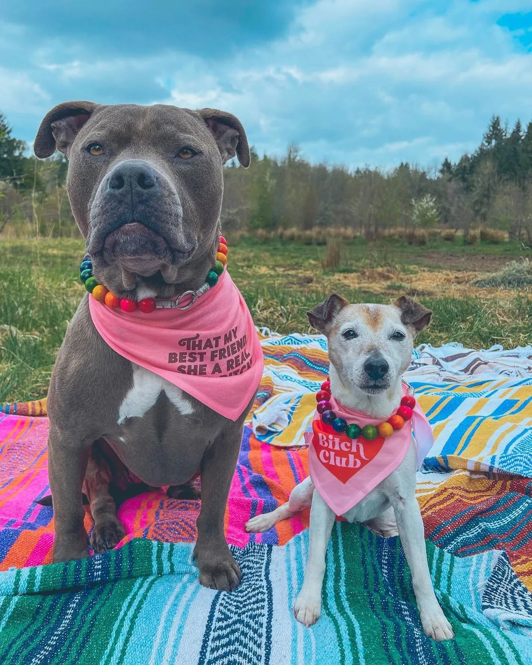 Two dogs sitting together