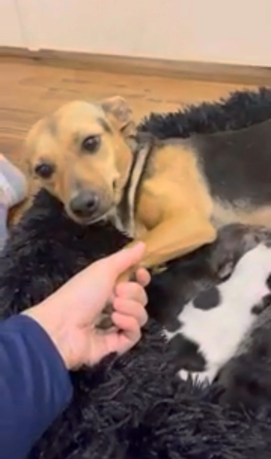 a man holds his dog's paw