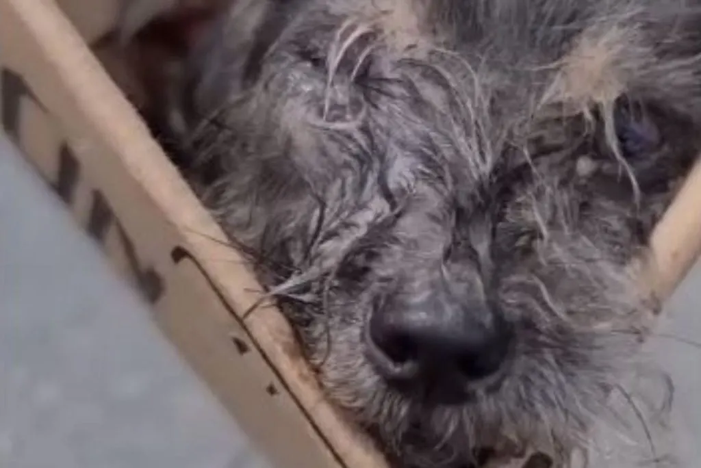 abandoned puppy in a box