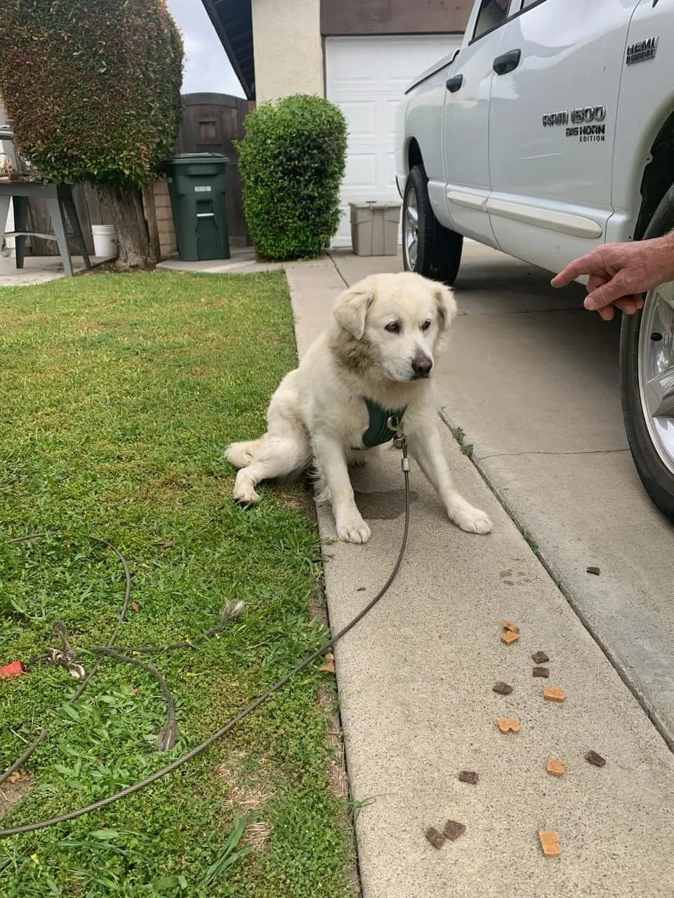 adorable puppy looking at snacks