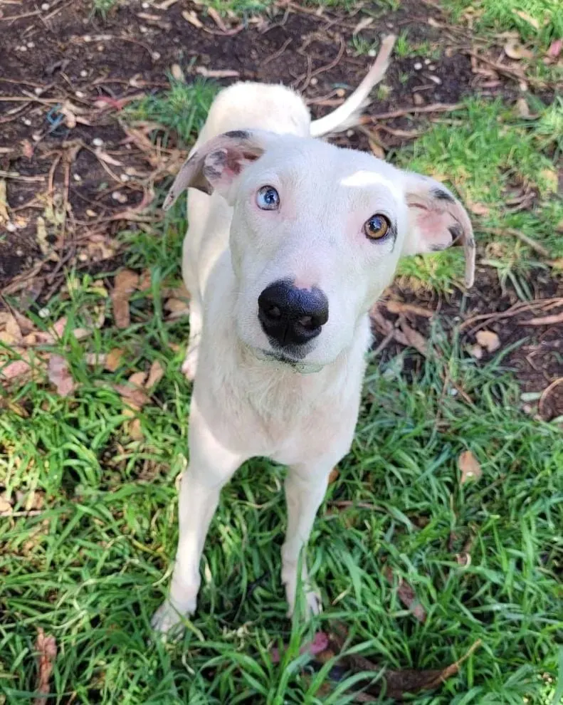 beautiful dog with different eye color