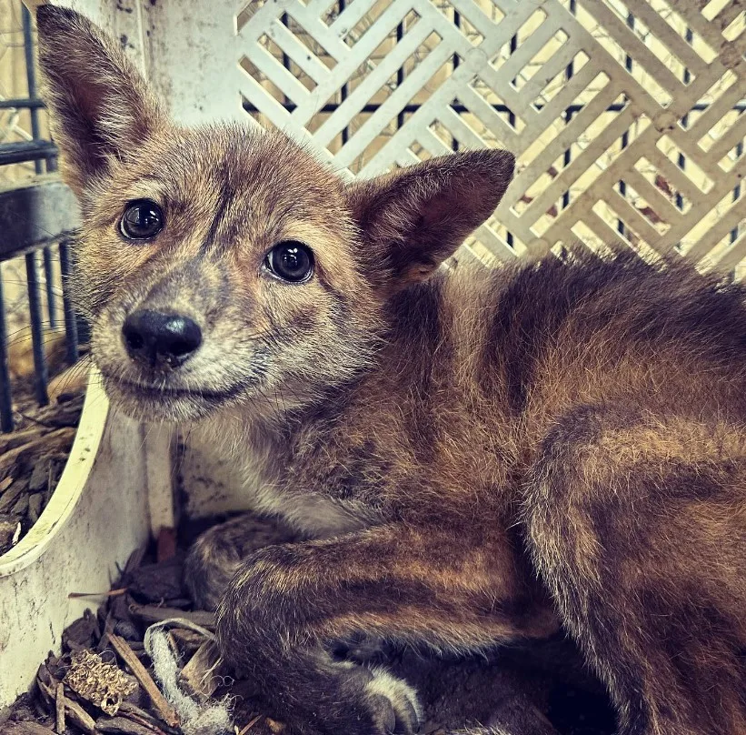 cute animal is sitting and looking at the camera